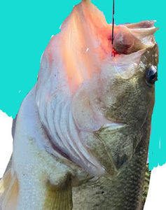 Meet your Posher, Jackson